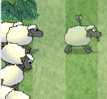 Sheep Reaction